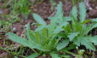 刺儿菜功效和吃法 开花刺儿菜功效和吃法