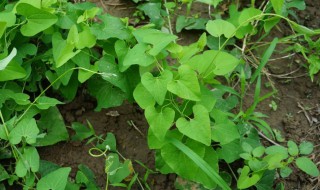 天仙藤的功效与作用 天仙藤的功效与作用图片