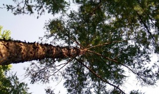 樟子松的特点（樟子松树的特点）