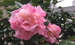 烈香茶花怎么养（烈香茶花适合室内养吗）
