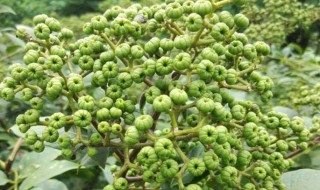 吴茱萸的营养价值（吴茱萸的营养价值和功效）