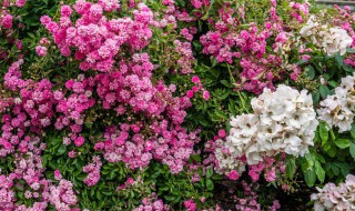 福禄考花语是什么 星花福禄考花语