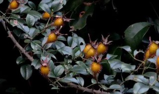 金樱子的营养价值（金樱子的营养价值大不大?用金樱子泡酒都有哪些好处?）