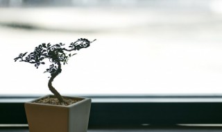 植物的木质部在哪里（植物的木质部是什么）