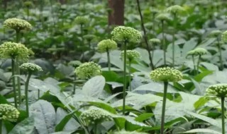 三七花的营养价值（三七花的营养价值和功效）