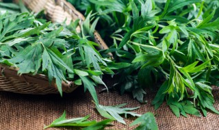 艾叶可以驱蚊子吗 艾叶可以驱蚊吗?