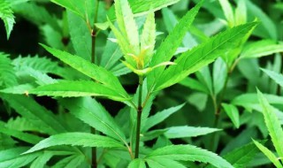 佩兰的营养价值（佩兰的药用价值和功效）