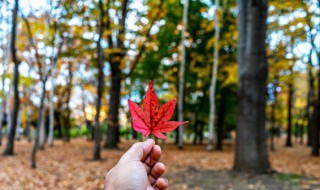 霜叶红于二月花是一幅怎样的画面