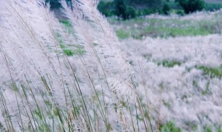 白茅和芦苇的区别（白芦根和白茅根的区别）