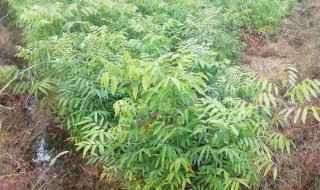 无患子树的种植方法（无患子树盆栽）