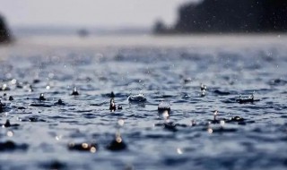 下雨天不怕雨淋是什么动物 下雨天哪个动物不怕雨