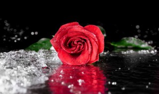 红玫瑰的象征意义是什么 红玫瑰的寓意是什么