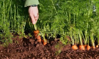 种蔬菜农家肥多久施一次 给蔬菜施农家肥什么时候施比较好
