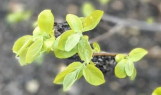 柿子树什么时候发芽 柿子树什么时候发芽,开花结果?