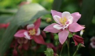 耧斗菜耐寒多少度 耧斗菜耐低温吗