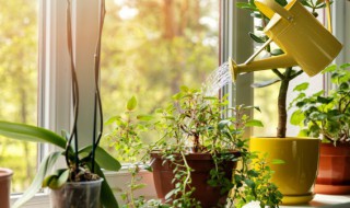 植物在室内可以进行光合作用吗 植物在室内可以进行光合作用吗为什么