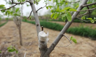 柿子树上能嫁接桃枝吗 柿子树可以嫁接苹果枝吗