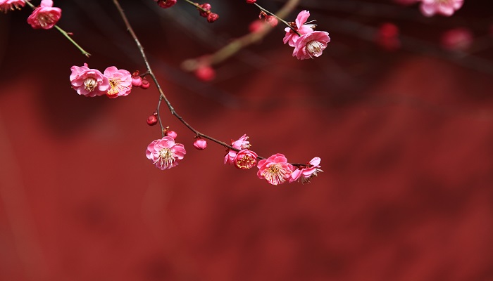 《梅花魂》这篇课文写了外祖父哪几件事