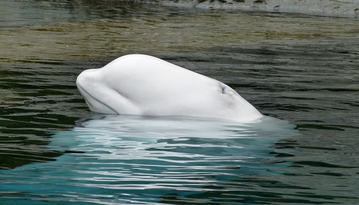 白鲸被称为海洋中的什么