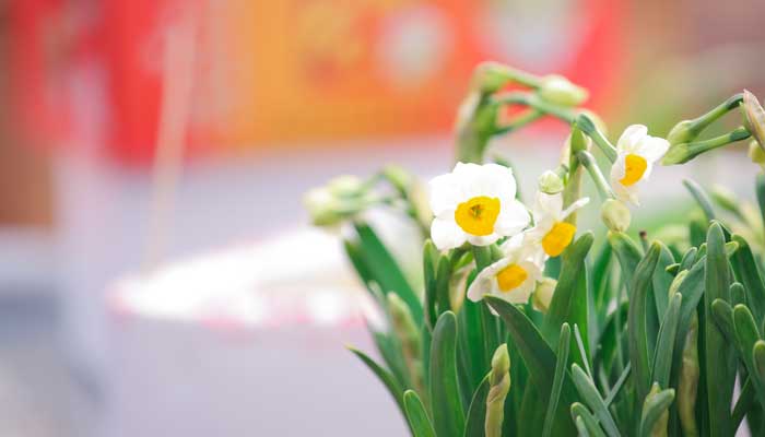 花儿开在春风里写具体怎么写