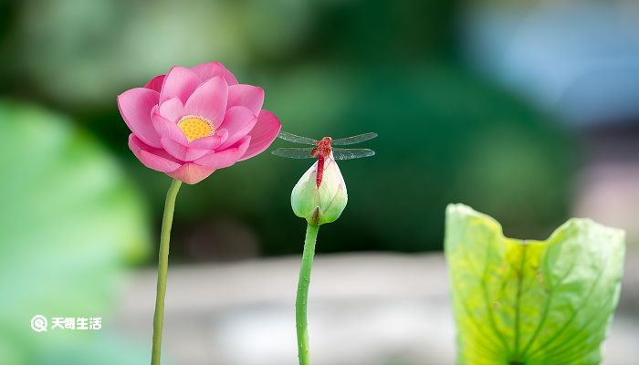 荷花出淤泥而不染全诗