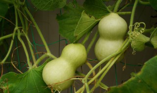 怎样去除葫芦里的怪味（怎样去除葫芦瓤里面的臭味）