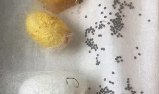 蚕卵怎么保存 蚕卵怎么保存一年