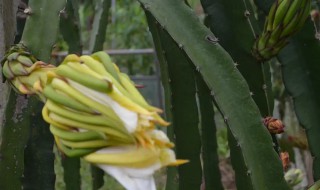 霸王花怎么吃啊 霸王花怎么吃法