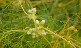 为什么豆子就怕菟丝缠 菟丝子缠绕在豆科植物上