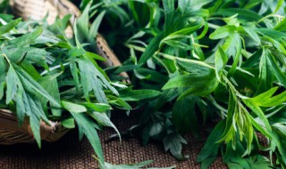 新鲜艾叶可以凉拌吃吗 新鲜艾叶能凉拌吗