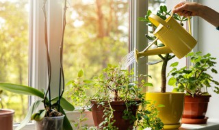 植物现代诗大全 植物现代诗大全100首