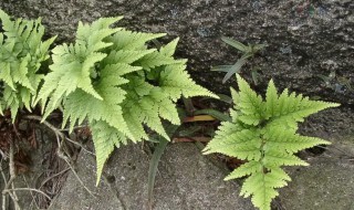 骨碎补怎么种植（骨碎补种植基地）