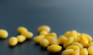 黄豆是单子叶植物还是双子叶植物（黄豆是什么植物单子叶还是双子叶）