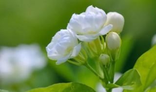 茉莉花叶枯黄落叶怎么回事 茉莉花叶子发黄干枯掉叶子