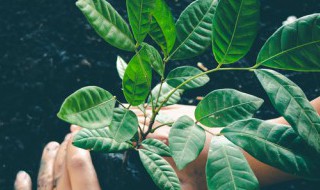 被子植物是不是就是双子叶植物（被子植物是不是就是双子叶植物的一种）