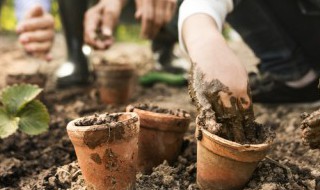木本海棠花能扦插繁殖吗 木本海棠可以扦插繁殖吗