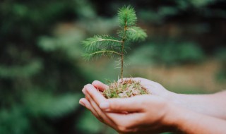 裸子植物是双子叶植物吗（裸子植物是单子叶还是双子叶植物）