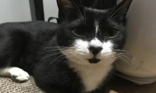 如何防止黑猫长白毛（黑猫怎么毛越来越白）