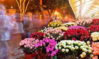 刚栽到花盆里的花浇水不 花盆浇水为什么要浇透