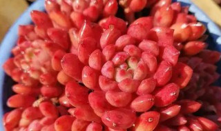 红色浆果多肉怎么养 红色浆果多肉繁殖