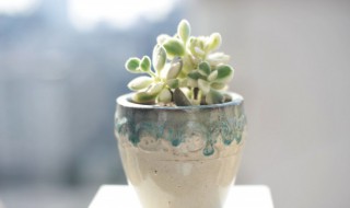 多肉得了灰霉病怎么办 多肉植物灰霉病如何防治?