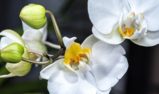 蝴蝶花几天浇一次水（蝴蝶兰花如何浇水几天一次）