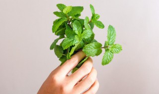 薄荷叶怎么养（薄荷叶怎么养护）