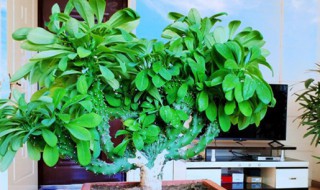 麒麟掌烂根怎么办（麒麟掌烂根是怎么回事）