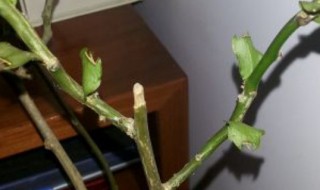 叶仙怎么嫁接蟹爪兰 叶仙嫁接蟹爪兰的方法