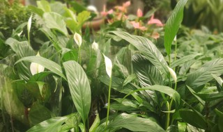花草一帆风顺怎么养护（一帆风顺的花如何养护）