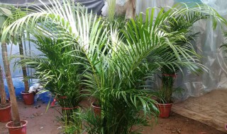 散尾葵烂根怎么办（散尾葵的根烂了还能活吗）