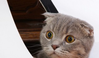 猫吸了猫薄荷会怎么样 猫吸多了猫薄荷会怎么样