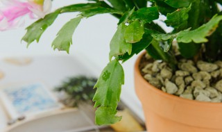 蟹爪兰什么时候施肥施什么肥好 蟹爪兰这个季节可以施肥吗