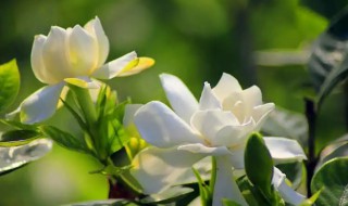 栀子花爱黄叶子花打蔫怎么办 栀子花打蔫黄叶怎么回事